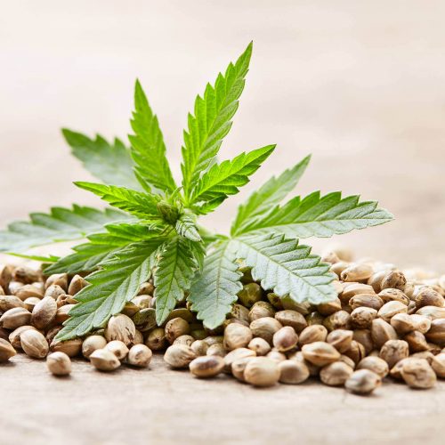 heap-of-hempseeds-with-cannabis-plant-on-wooden-ba-2021-10-21-02-34-48-utc-1